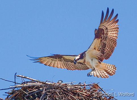 Lucy! I'm Home_26686.jpg - Osprey (Pandion haliaetus) photographed at Smiths Falls, Ontario, Canada.